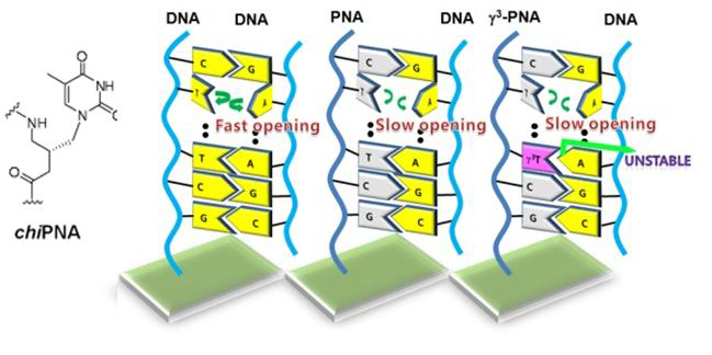 PNA에 의한 DNA의 열적안정성 증가를 나타내는 모식도. (왼쪽부터 DNA:DNA duplex, PNA:DNA duplex, γ3-PNA:DNA duplex)