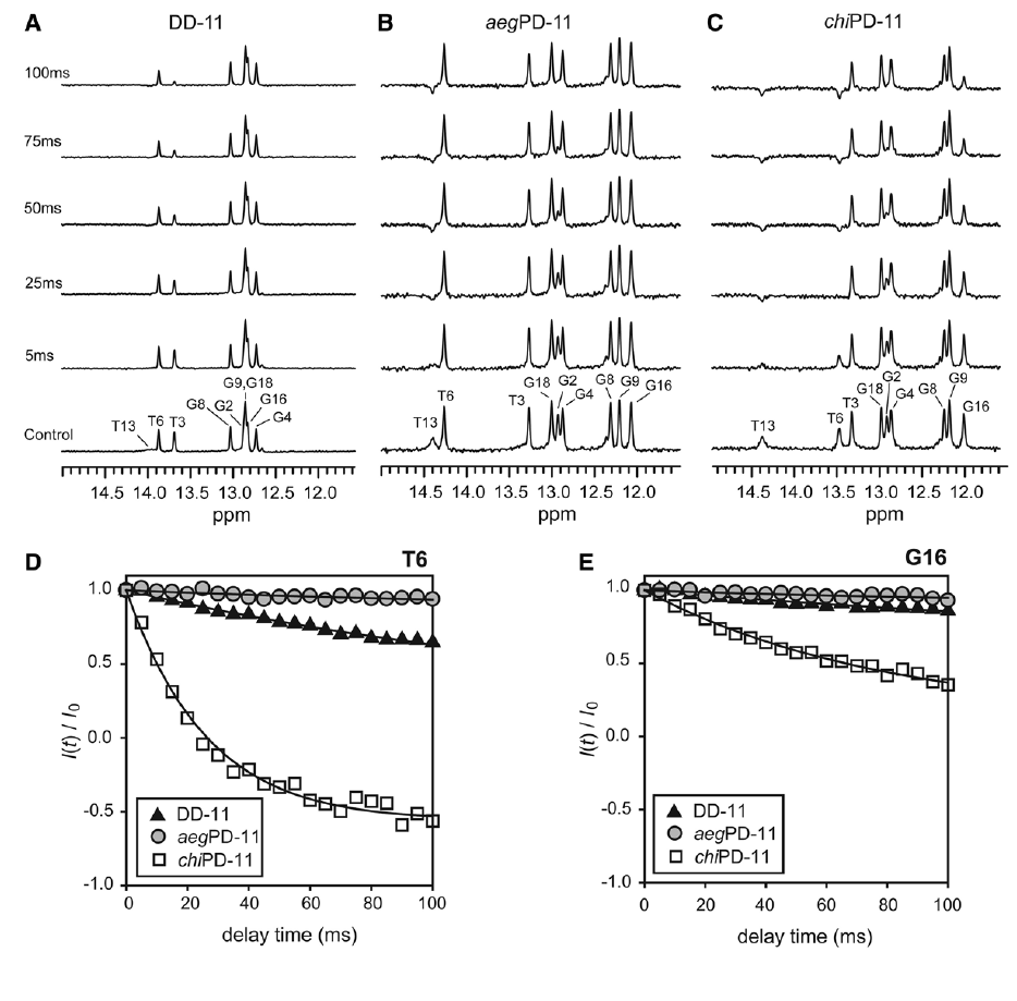 15 ℃에서 NMR buffer 조건에서 (A) DD-11, (B) aegPD-11 그리고 (C) chiPD-11 duplex의 이미노 양성자가 보여주는 물의 자화 이전 실험의 1D 스펙트럼. I(t)/I0는 스펙트럼에서 상대적인 피크 세기로, 15 ℃에서 측정된 DD-11, aegPD-11 그리고 chiPD-11 duplex에 있는 (D) T6 및 (E) G16 이미노 양성자의 시간지연 함수