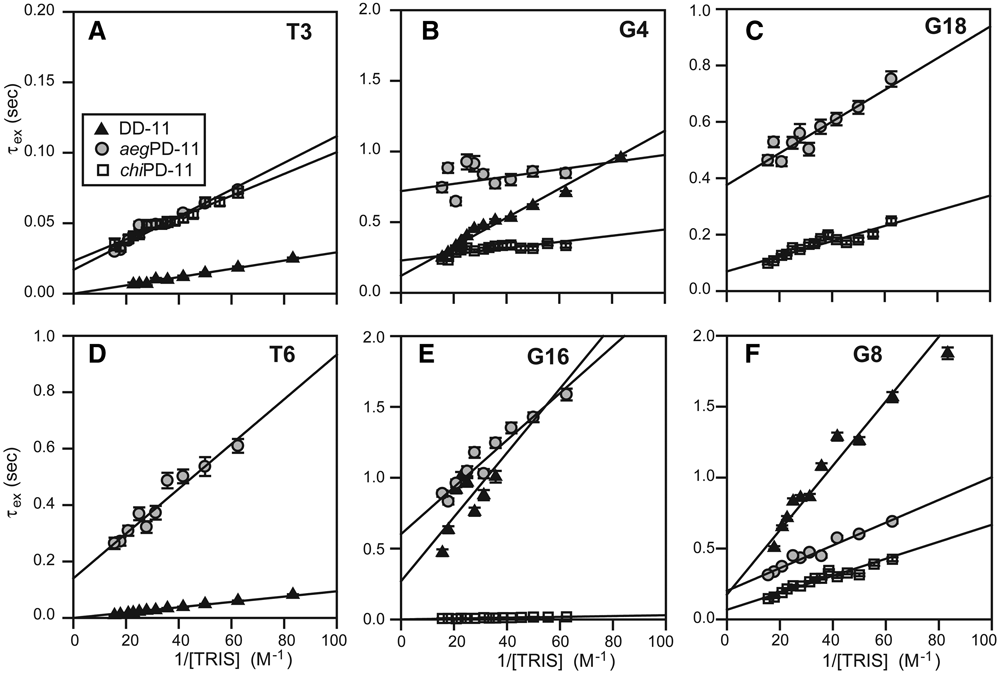 DD-11, aegPD-11 그리고 chiPD-11 duplex의 (A) T3, (B) G4, (C) G18, (D) T6 및 (F) G8 이미노 양성자의 수소 교환 시간으로써 25 ℃에서 TRIS 농도 역의 함수