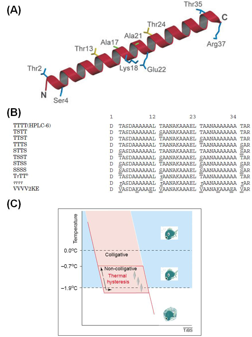 (A) HPLC6 isoform의 구조 (B) HPLC6와 mutant의 아미노산 서열 (C) Thermal hysteresis 활성에 대한 그래프.