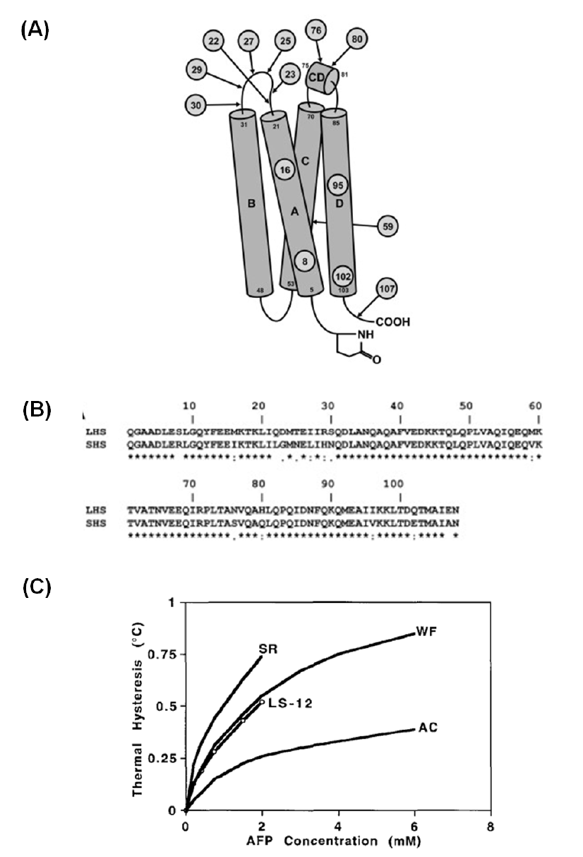 (A) Type IV AFP의 구조 (B) LHS, SHS의 아미노산 서열 (C) LS-12 (longthorn sculpin), SR (sea raven), WF (winter flounder) 및 AC (atlantic cod)의 농도의 함수로써 Thermal hysteresis 활성