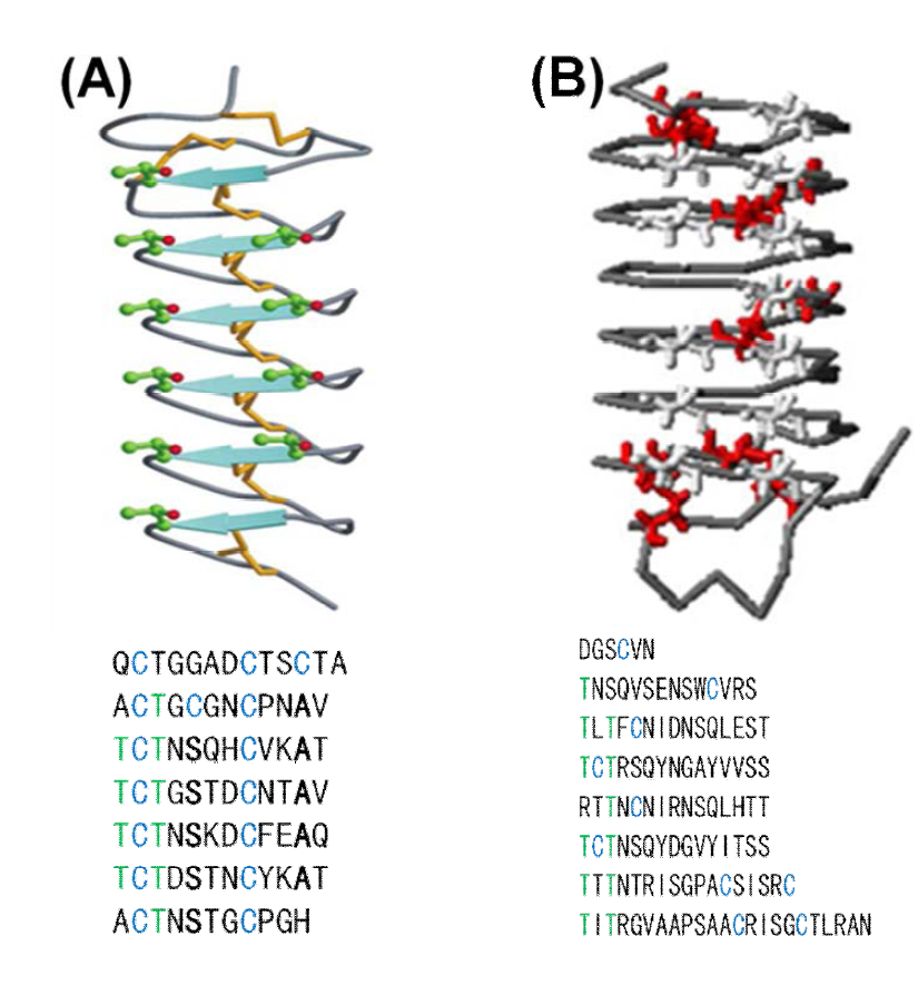 (A) Right-Handed Insect AFP의 구조와 반복되는 아마노산 서열 (B) Left-Handed Insect AFP의 구조와 반복되는 아미노산 서열