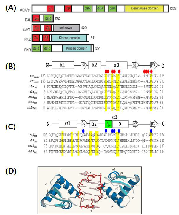 (A) ADAR1, E3L, ZBP1, PKZ, PKR의 도메인 구조 (B) ADAR1, E3L, DAI, PKZ의 Zα 도메인의 아미노산 서열 (C) DAI, PKZ Zβ 도메인의 아미노산 서열 (D) ADAR1의 3차원 DNA결합 구조