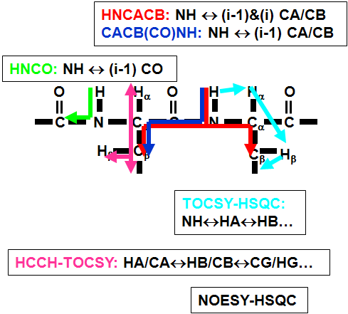 NMR resonance assignment를 위한 triple resonance 실험