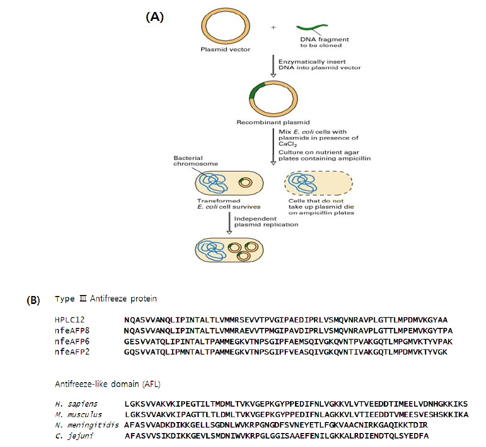 (A) AFL domain 및 Type III AFP의 cloning과정 (B) AFL domain 및 Type III AFP DNA fragment의 아미노산 서열