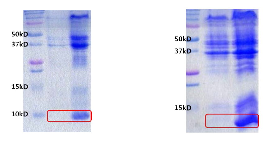 AFL domain (왼쪽), Type III AFP (오른쪽) 단백질의 발현 전과 후의 SDS-PAGE 결과