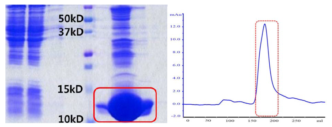 AFL domain Ni-NTA column 후의 SDS-PAGE 결과 (왼쪽) 및 GPC chromatogram.(오른쪽)