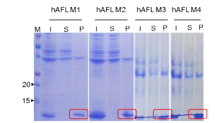 AFL (Antifreeze-like) mutant 단백질의 solubility