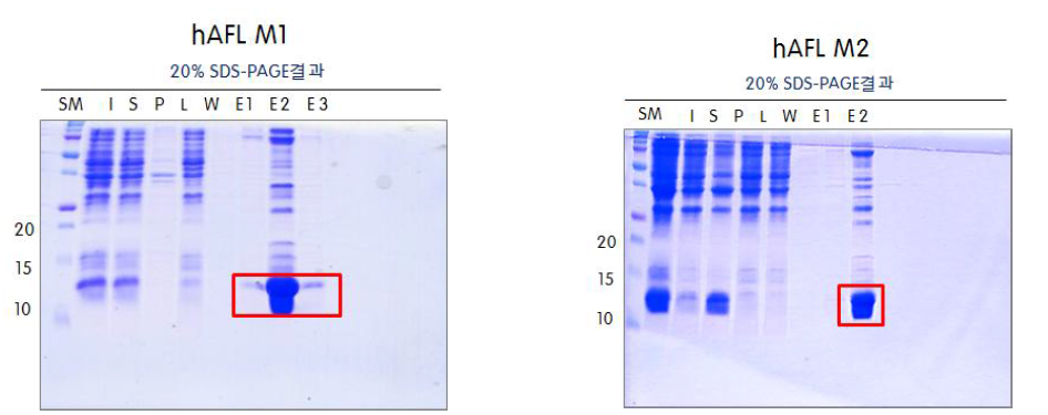 hAFL 단백질의 Ni-NTA column 후의 SDS-PAGE 결과