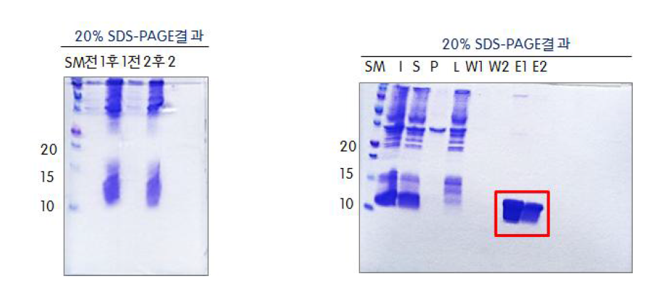 nmAFL 단백질의 발현 전과 후의 SDS-PAGE 결과 (왼쪽) 및 Ni-NTA column 후의 SDS-PAGE 결과 (오른쪽)