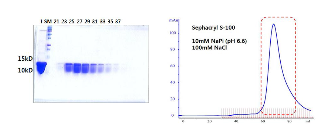 nmAFL 단백질의 GPC 후의 SDS-PAGE 결과 (왼쪽) 및 chromatogram (오른쪽)