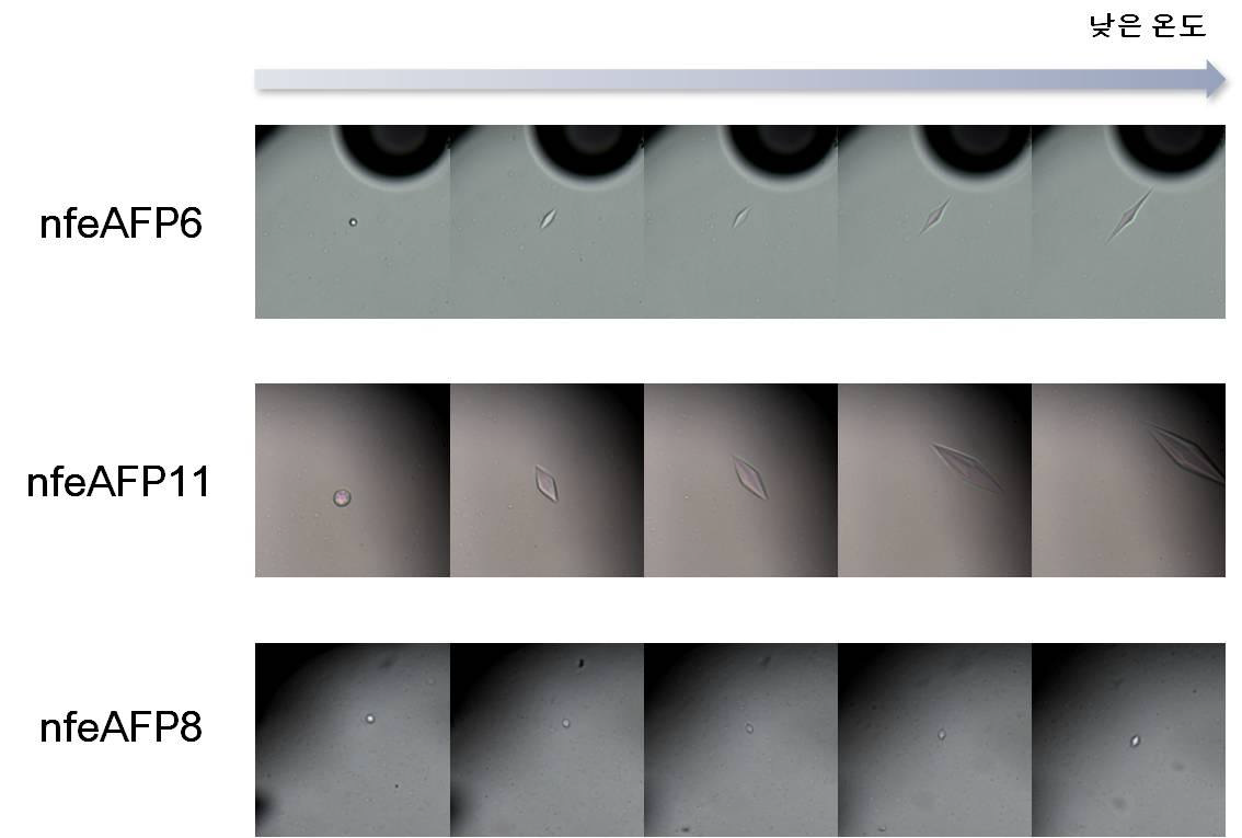 nfeAFP6, 8, 11 단백질의 얼음 결정 변화