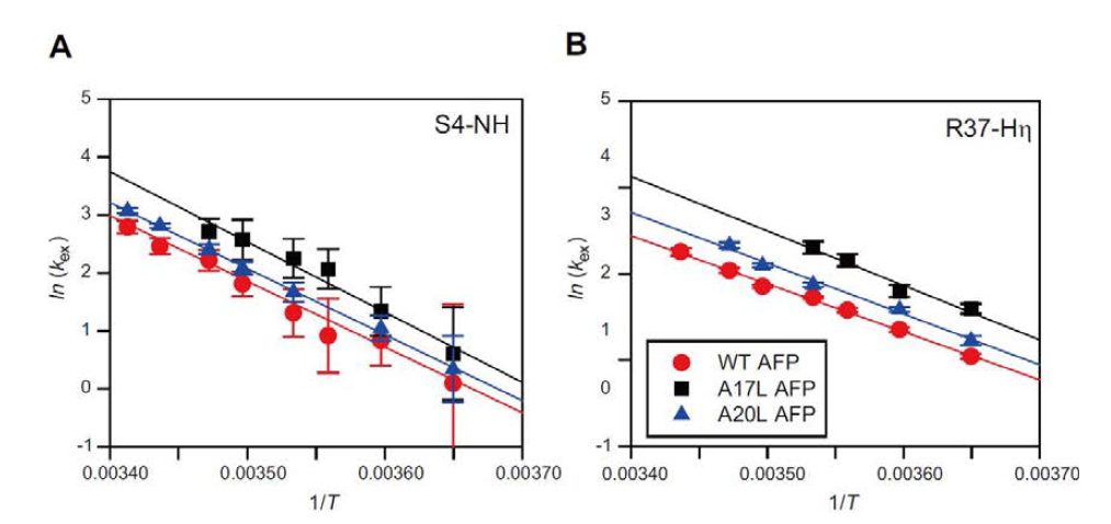wt-(빨간 원), A17L- (검은 사각형), 및 A20L-AFPs (파란 삼각형) 대 온도의 역수의 (A) S4 아마이드 수소 및 (B) R37-Hη 사이드-체인에 대한 kex 값의 로그 스케일