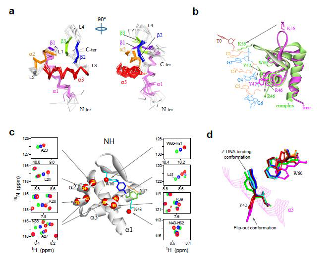 (a) caZαPKZ 구조 (b) caZαPKZ(pink)와 caZαPKZ-dT(CG)3 복합체(gree)의 3D 구조 (c) caZαPKZ-dT(CG)3 복합체의 결정 구조를 위한 2차 구조 모델 (d) caZαPKZ(pink)와 caZαPKZ-dT(CG)3 복합체의 잔기 Y42와 W60의 겹침