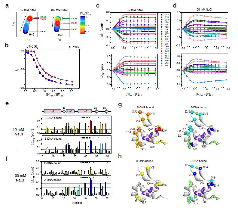 (a) 10mM (left) 또는 100mM NaCl (right)에서 dT(CG)3에 적정된 caZαPKZ의 1H/15N-HSQC의 일부분 (b) f Z 데이터의 Global fitting (c) 10mM NaCl (d) 100mM NaCl에서 caZαPKZ의 HSQC cross 피크의 1H와 15N의 화학적 이동 변화 (e) 10mM NaCl (f) 100mM NaCl에서 Z-DNA 결합과 B-DNA 결합을 위한 15N-caZαPKZ의 Δδavg 값 (g) 10mM NaCl (h) 100mM NaCl에서 Z-DNA 결합과 B-DNA를 위한 caZαPKZ의 NMR 구조