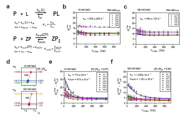 (a) 단백질-리간드 복합체와 caZαPKZ-Z-DNA 복합체의 결합/해리의 two-state 모델 (b) 10mM (c) 100mM의 [NaCl]과 caZαPKZ 위한 15N CPMG NMR 완화 분산 데이터 (d) 10mM (upper) 또는 100mM NaCl (lower)에서 caZáPKZ–dT(CG)3 복합체의 H40의 1H/15N-HSQC cross peaks (e) 10 (f) 100mM NaCl에서 caZáPKZ–dT(CG)3 복합체를 위한 15N CPMG NMR 완화 분산 데이터