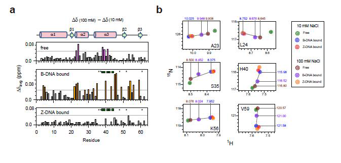 (a) free caZαPKZ와 caZαPKZ 복합체를 위한 10 그리고 100mM의 [NaCl] 사이의 화학적 이동 차이의 평균 (b) 10 또는 100mM NaCl를 포함하는 버퍼에서 B-DNA 그리고 Z-DNA와 복합체 caZαPKZ 의 1H/15N-HSQC cross-peaks