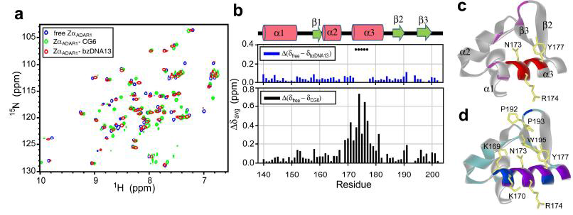 (a) 35℃ free ZαADAR1(파란색), ZαADAR1-CG6(초록색), ZαADAR1-bzDNA13 복합체(빨간색)의 1H/15N-HSQC 스펙트럼의 중첩 (b) bzDNA13과 CG6의 결합에 의한 ZαADAR1의 weighted average 1H/15N 화학적 이동 변화 (c) bzDNA13의 결합에 의해 야기된 화학적 이동 혼란를 가진 ZαADAR1의 mapping (d) CG6와 결합된 ZαADAR1의 화학적 이동 혼란 mapping