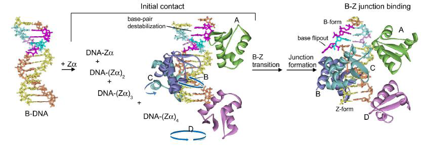 ZαADAR1의 네 개의 분자에 의해 유도된, bzDNA13에 있는 B-Z junction 구조의 제안된 메커니즘
