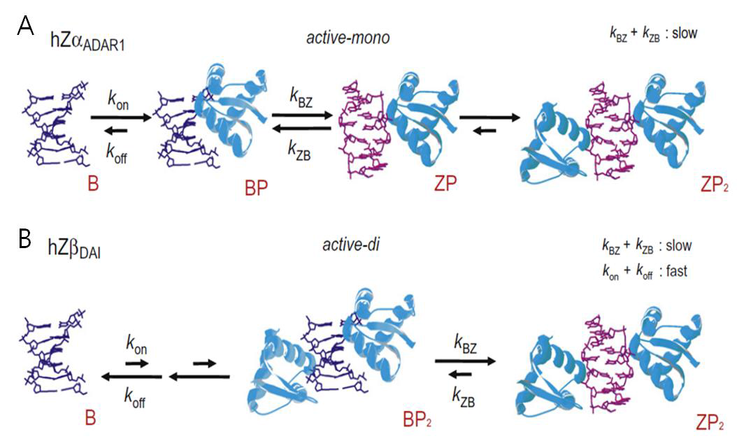 두 개의 (A) ZαADAR1 단백질과 (B) ZβDAI 단백질에 의한 6-bp DNA duplex의 B-Z 전이