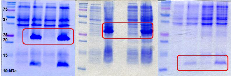 역자이라제의 도메인 H1(왼쪽), H23(가운데), H3(오른쪽) 단백질의 발현 전과 후의 SDS-PAGE 결과