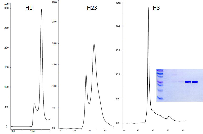 역자이라제의 도메인 H1(왼쪽), H23(가운데), H3(오른쪽) 단백질의 Ion-exchange 컬럼 후의 결과