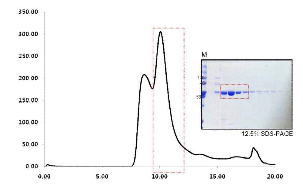 역자이라제의 helicase-like domain 단백질의 superdex75 컬럼 후의 스펙트럼과 SDS-PAGE 결과