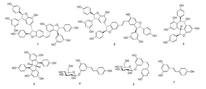 Structures of isolated compounds 1-7 from the roots of Vitis vinifera