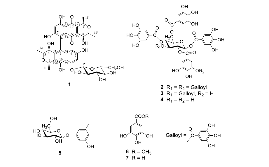 Structures of isolated compounds 1-7 from Galla Rhois