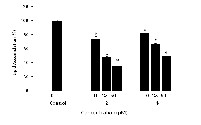 Effect of compounds 2 and 4 on fat acculation in 3T3-L1