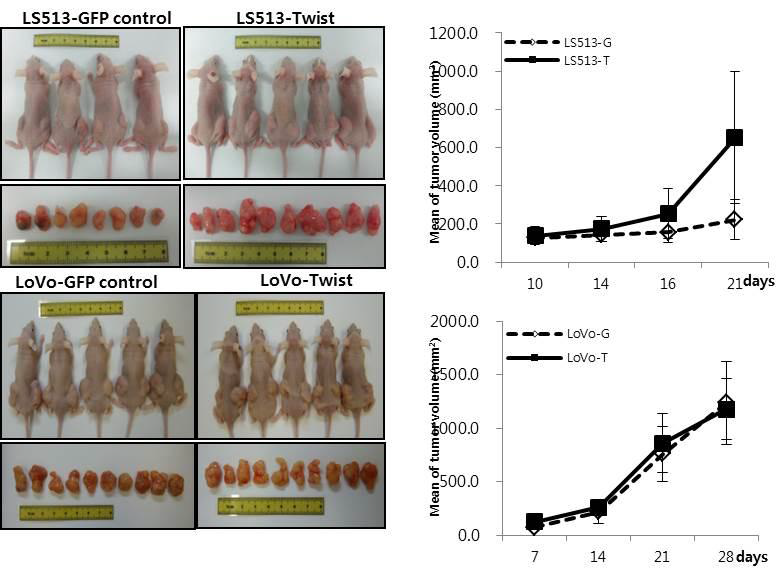 tumorigenesis 비교