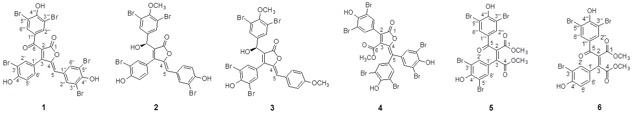 Structures of brominated aromatic furanones and related esters from the Synoicum sp