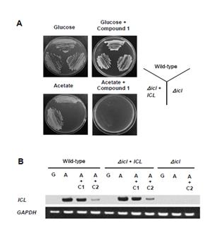 Inhibitory activity of compound 1 against growth phenotypes (A) and ICL mRNA expression(B) of the wild-type and Δicl mutants.