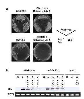 Inhibitory activity of bahamaolide A against growth phenotypes (A) and ICL mRNA expression (B) of the wildtype and Δicl mutants.