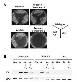 Inhibitory activity of suvanine sodium salt (compound2) against frowth phenotypes (A) and ICL mRNA expression (B) of the wild-type Δicl mutants.