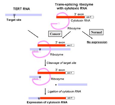 Cancer-specific replacement of TERT RNA with trans-splicing ribozyme harboring mir-T