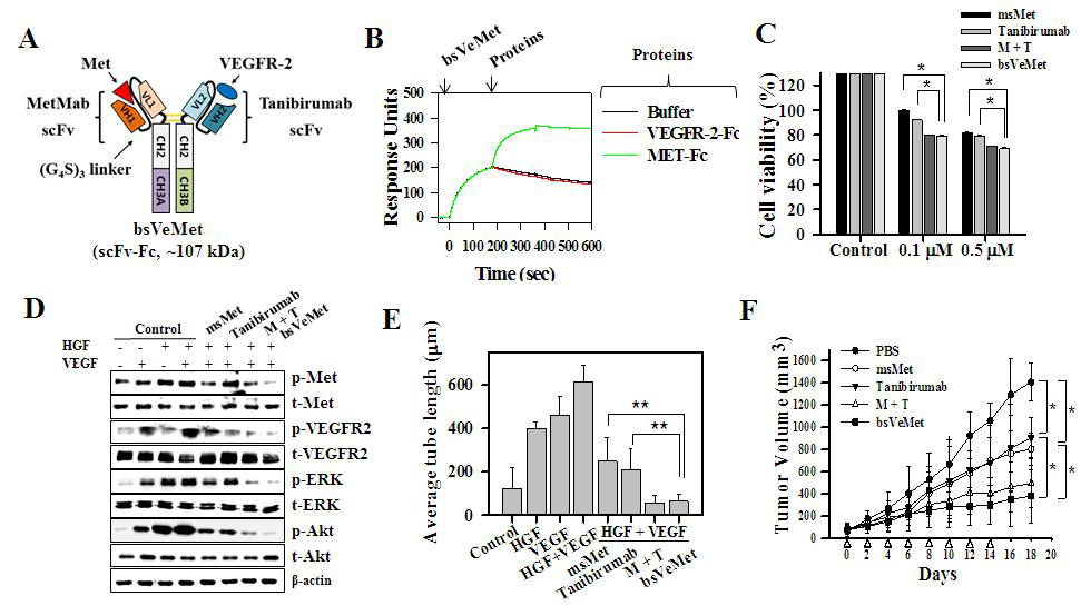 Heterodimer Fc 변이체를 활용한 이중특이 항체 개발 및 동정. (A) EW-RVT Fc 변이체를 적용한 scFv-Fc 포멧의 이중특이 항체 bsVeMet의 모식도. (B) 2종의 표적 항원에 대한 동시 결합능을 지니는 것을 확인한 결과. (C) HUVEC 세포주에서 성장억제능을 평가한 결과. (D) HUVEC 세포주에서 성장신호 억제효과 를 확인한 결과. (E) HUVEC 세포주에서 튜브형성 억제능을 확인한 결과. (F) in vivo MKN45 마우스 모델 에서 종양 성장 억제능을 확인한 결과