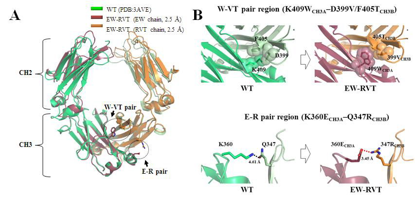 EW-RVT Fc 변이체의 단백질 구조 결정 및 분석. (A) EW-RVT Fc 변이체의 단백질 구조를 야생형 Fc 단백질 구조와 정렬 하여 나타낸 결과. (B) EW-RVT Fc 변이체의 단백질 구조에서 관찰 되는 공간적 보완 소수 성 결합부위 및 장거리 정전기적 결합부위.