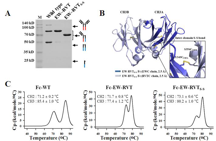 개량된 고수율 heteordimer Fc 형성 Fc 변이체 EW-RVTS-S의 평 가. (A) EW-RVTS-S Fc 변 이체의 scFv-Fc’/Fc“ 형 태로 발현 후 SDS-PAGE 분석 결과. (B) EW-RVTS-S Fc 변이체의 단백질 구조 에서 관찰되는 CH3도메인 간 이황화가교 부위 (C) EW-RVTS-S Fc 변이체의 DSC thermogram 및 Tm 값 분석 결과.