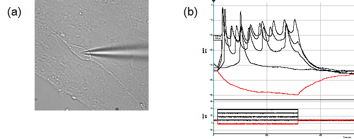 (a) 도파민 신경세포의 형태학적 확인 (b) 도파민 신경세포의 action potential 기능을 전기생리학적 방법으로 확인