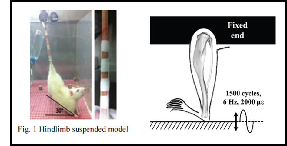 전동자극 시스템을 이용한 근위축 동물모델 치료