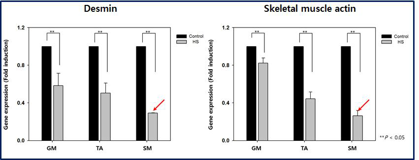 하지 근육에 따른 desmin, skeletal muscle actin의 발현 비교