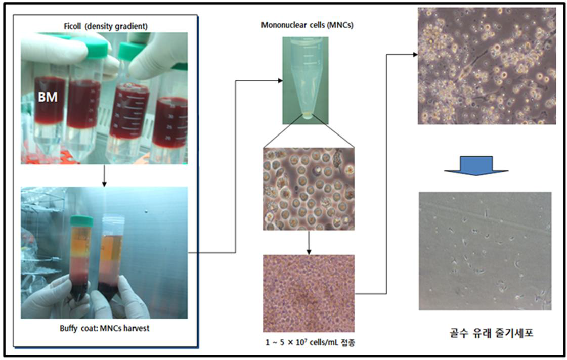 인간 골수조직으로부터 줄기세포를 분리하는 과정 모습.