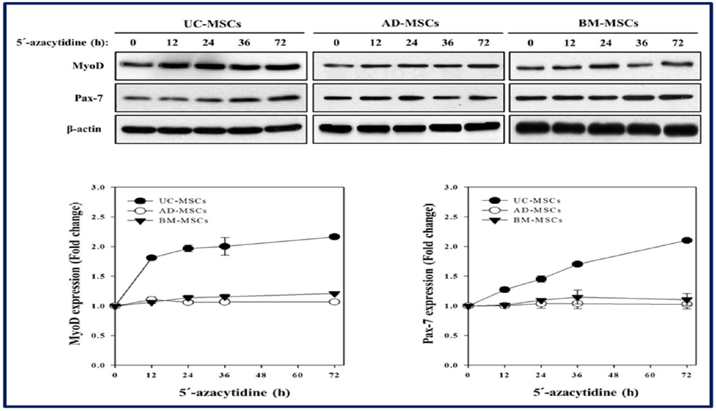 줄기세포 별 근육세포로 분화 후 시간에 따라 근육 특이적(MyoD, Pax3/7) 단백질의 발현 확인을 위한 Western blot 결과.