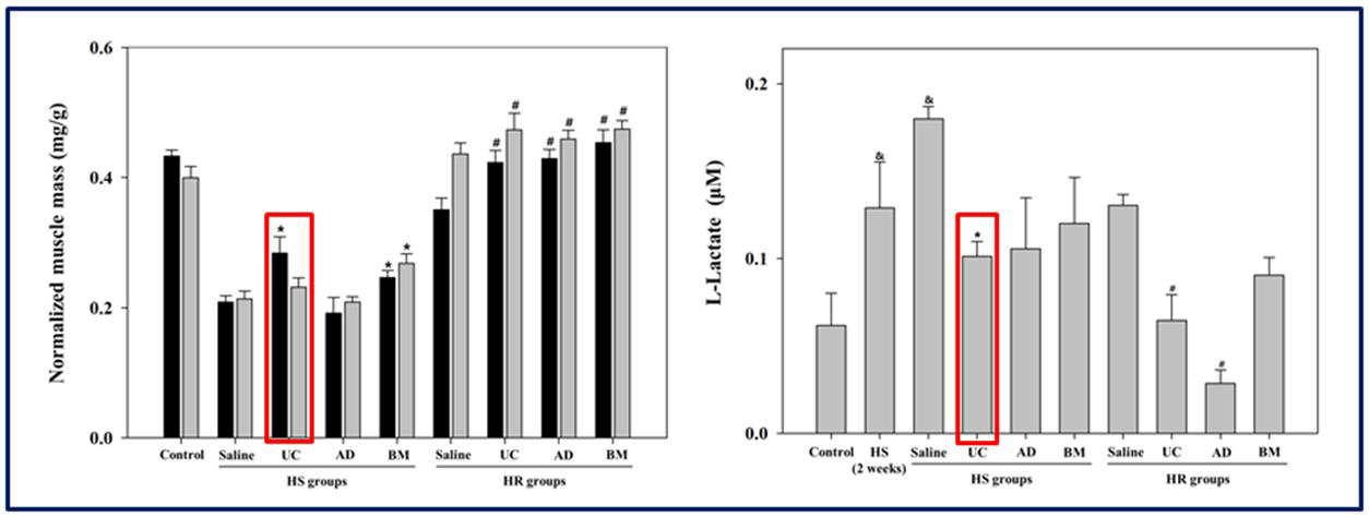 이식된 줄기세포 종류에 따른 가자미근의 무게 변화와 젖산 분해 효과 비교