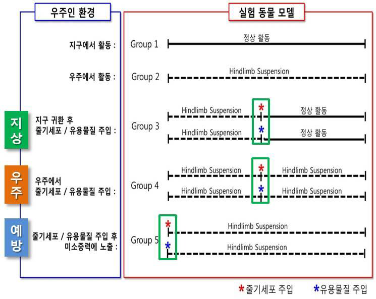 줄기세포 이식기술 확립을 위한 실험군 설계