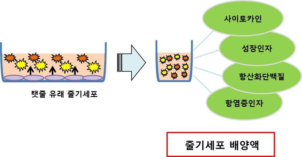 줄기세포가 분비하는 다양한 치료 단백질