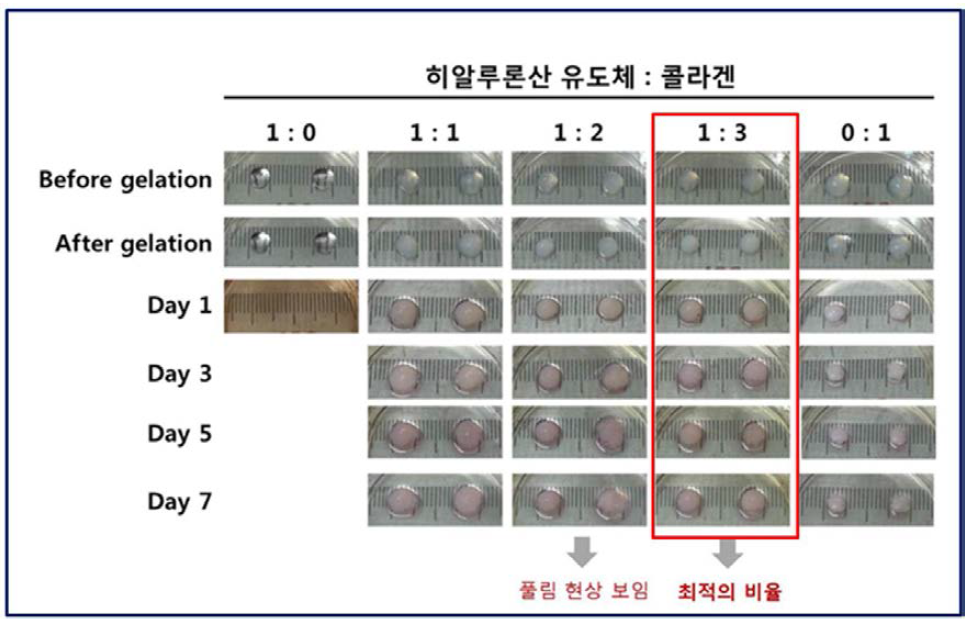 콜라겐과 히알루론산 유도체의 비율 확립