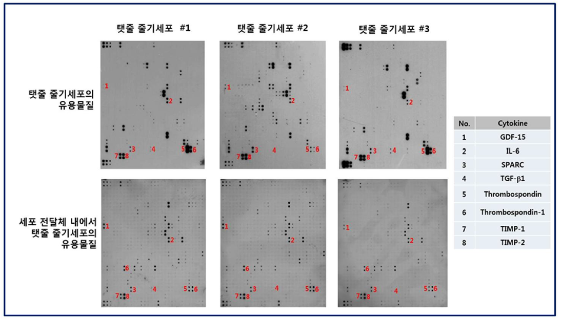 세포 전달체 내에서 탯줄 줄기세포 분비 단백질 조사 비교