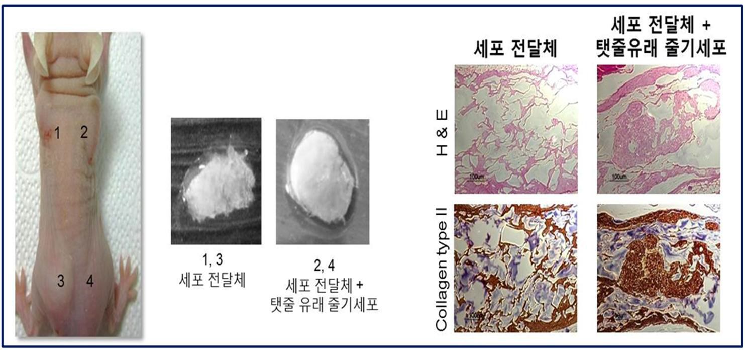 세포 전달체의 생체 적합성 확인